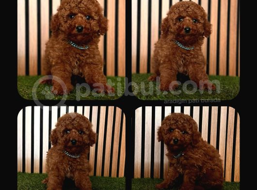 Irk Ve Sağlık Garantili Toy Poodle görsel