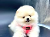 Ayı surat pomeranian boo yavru 
