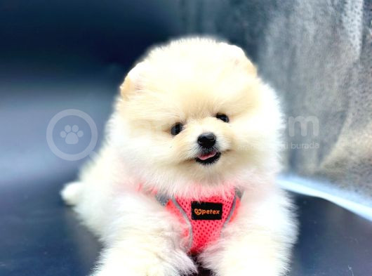 Ayı Surat Pomeranian Boo Yavru 