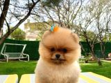 Safkan Secereli̇ Pomerani̇an Boo Yavrular