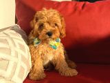 Mini boy puppy kıpkırmızı Red TOOY POODLE