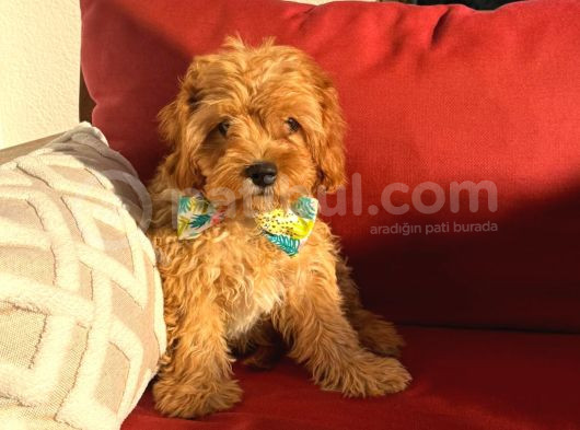 Mini boy puppy kıpkırmızı Red TOOY POODLE
