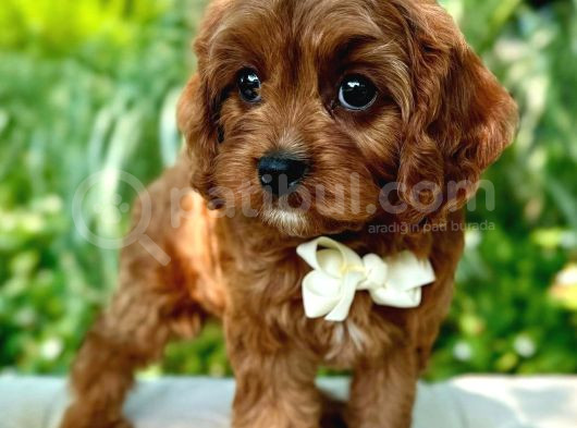 Kahve Tonlu Puppy Kıvırcık Tüylü Malti̇po Ci̇nsi̇ görsel