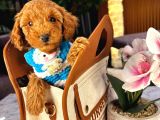 Teacup 2 Kg Garanti̇si̇ Altinda Kirmizi Red Tooy Poodle