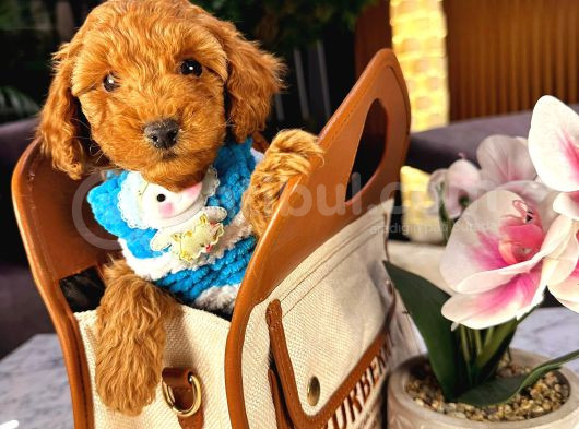 Teacup 2 Kg Garanti̇si̇ Altinda Kirmizi Red Tooy Poodle görsel