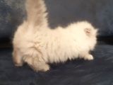 Munchkin Dişi Cüce Kedi