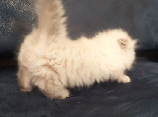 Munchkin Dişi Cüce Kedi görsel