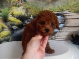 Çok Tatlı 4 Aylık Teacup Poodle