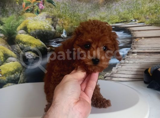 Çok Tatlı 4 Aylık Teacup Poodle görsel