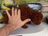 Çok Tatlı 4 Aylık Teacup Poodle