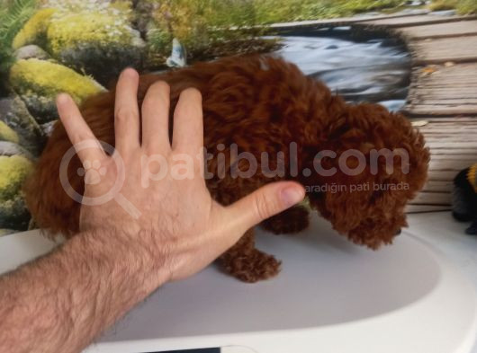 Çok Tatlı 4 Aylık Teacup Poodle görsel