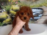 Çok Tatlı 4 aylık teacup poodle
