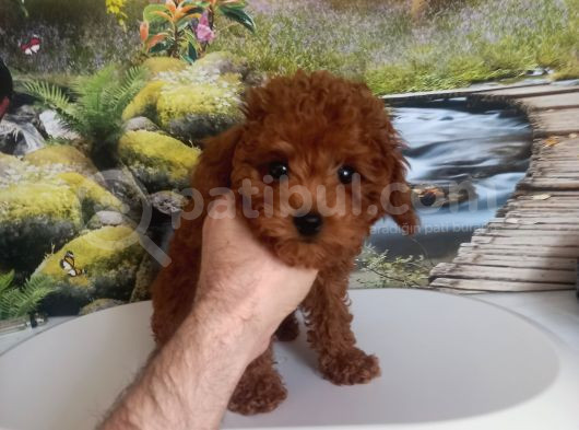 Çok Tatlı 4 Aylık Teacup Poodle