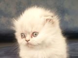 Munchkin Dişi Cüce Kedi