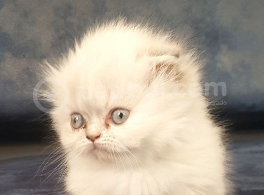 Munchkin Dişi Cüce Kedi görsel
