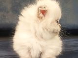 Munchkin Dişi Cüce Kedi