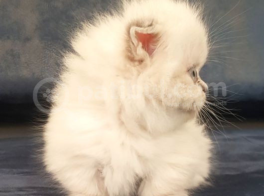 Munchkin Dişi Cüce Kedi görsel