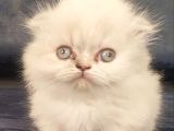 Munchkin Dişi Cüce Kedi