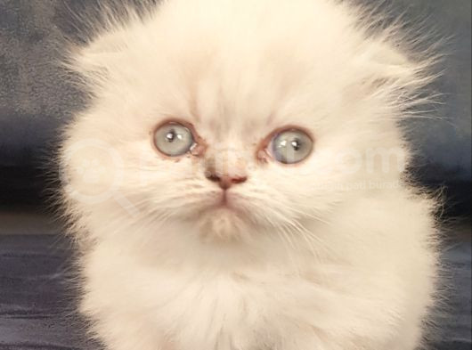 Munchkin Dişi Cüce Kedi görsel