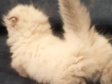 Munchkin Dişi Cüce Kedi