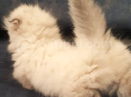 Munchkin Dişi Cüce Kedi görsel
