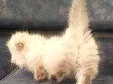 Munchkin Dişi Cüce Kedi