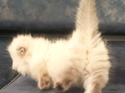 Munchkin Dişi Cüce Kedi görsel
