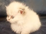 Munchkin Dişi Cüce Kedi