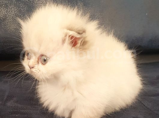 Munchkin Dişi Cüce Kedi görsel