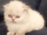 Munchkin Dişi Cüce Kedi