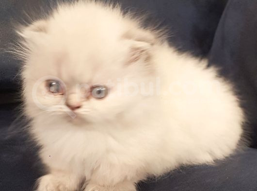 Munchkin Dişi Cüce Kedi görsel