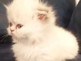 Munchkin Dişi Cüce Kedi