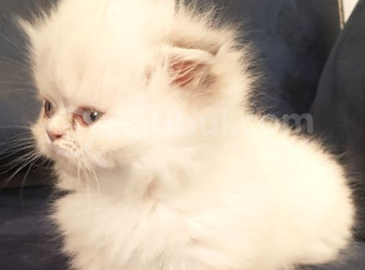 Munchkin Dişi Cüce Kedi görsel