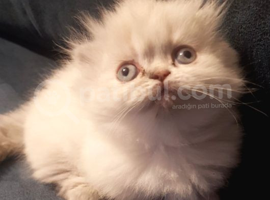 Munchkin Dişi Cüce Kedi