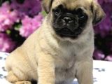 Pug Yavrularimiz