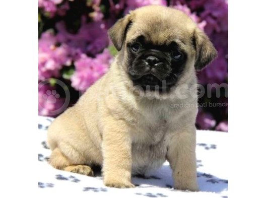 Pug Yavrularimiz görsel