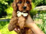 Kahve tonlu puppy kıvırcık tüylü MALTİPO CİNSİ