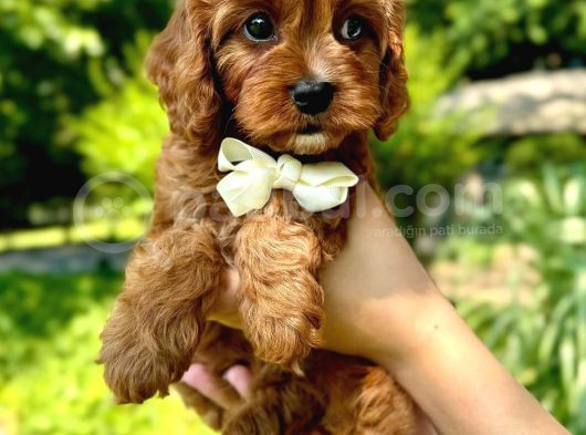 Kahve Tonlu Puppy Kıvırcık Tüylü Malti̇po Ci̇nsi̇