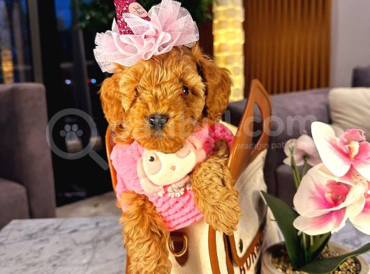 Mini Boy Puppy Kıpkırmızı Red Tooy Poodle görsel