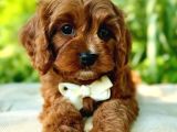 Kahve Tonlu Puppy Kıvırcık Tüylü Malti̇po Ci̇nsi̇