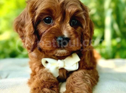 Kahve Tonlu Puppy Kıvırcık Tüylü Malti̇po Ci̇nsi̇ görsel