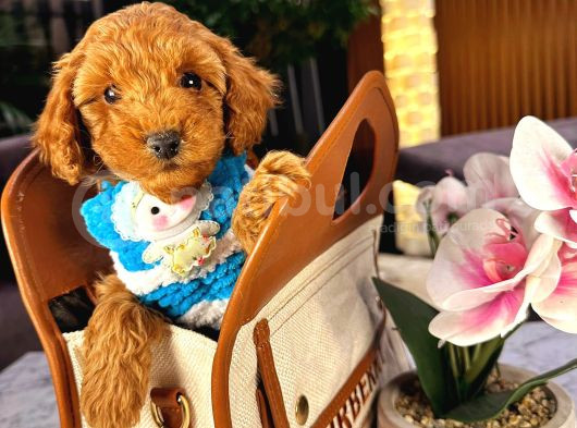 Teacup 2 Kg Garanti̇si̇ Altinda Kirmizi Red Tooy Poodle