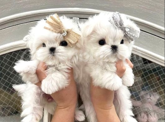 Kar Beyazı Maltese Bebeklerimiz görsel