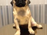 A Clas Pug Mops Bebek