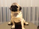 A clas pug mops bebek