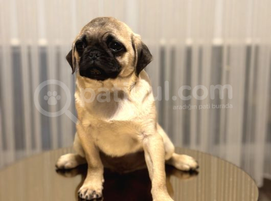 A Clas Pug Mops Bebek