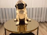 A Clas Pug Mops Bebek