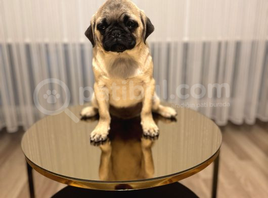 A Clas Pug Mops Bebek görsel