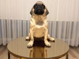 A Clas Pug Mops Bebek