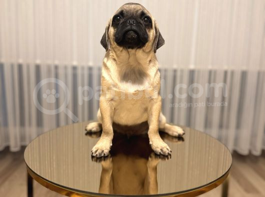 A Clas Pug Mops Bebek görsel